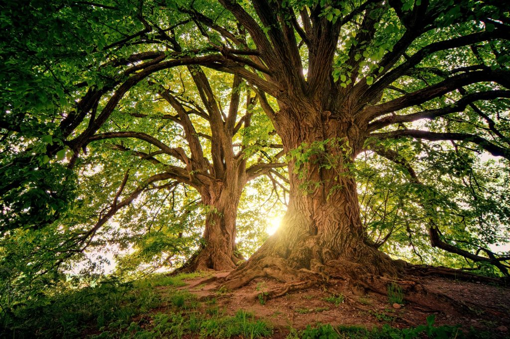 Como atrair investidores: imagem de uma árvore. 