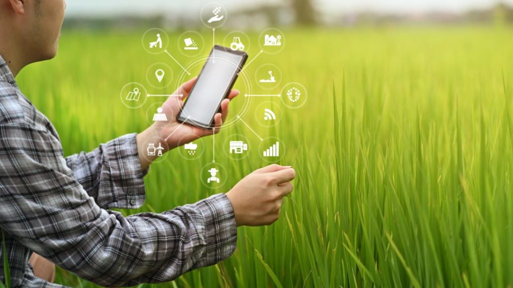 Imagem de um homem olhando o celular no meio do campo para simbolizar o uso de IoT no agronegócio. 