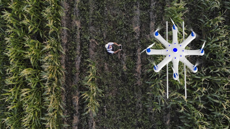Imagem de um fazendeiro usando um drone no meio de uma plantação. 