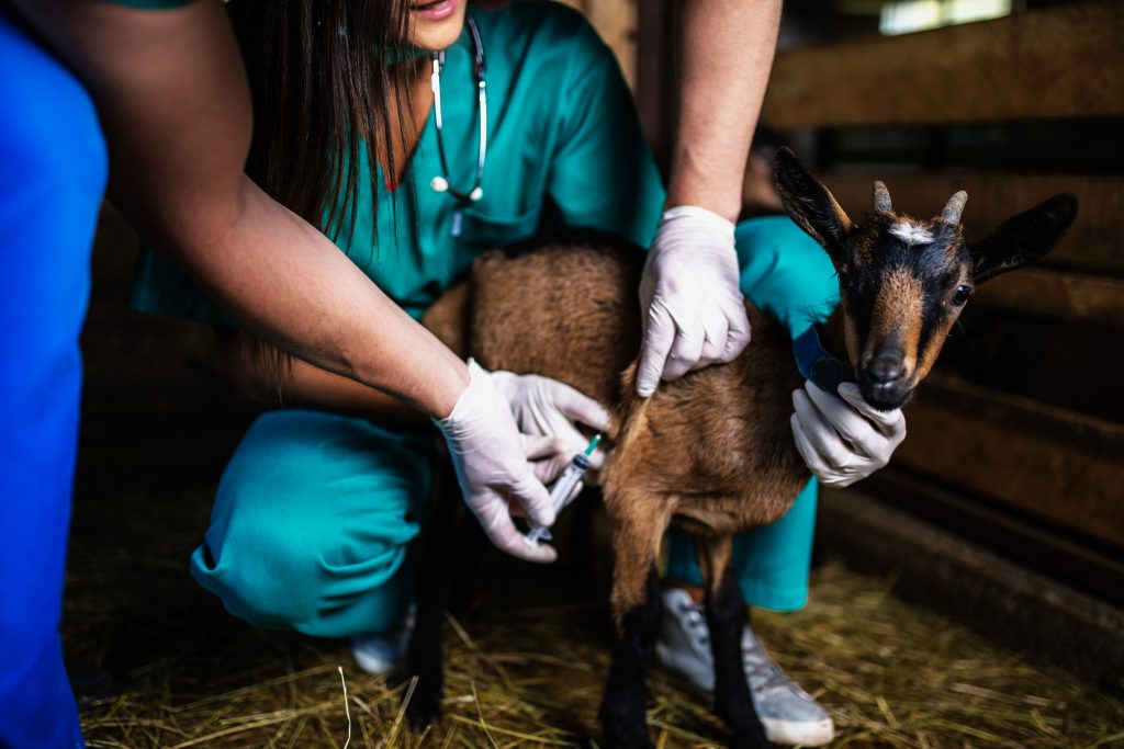 Veterinários aplicando injeção em filhote de cabra