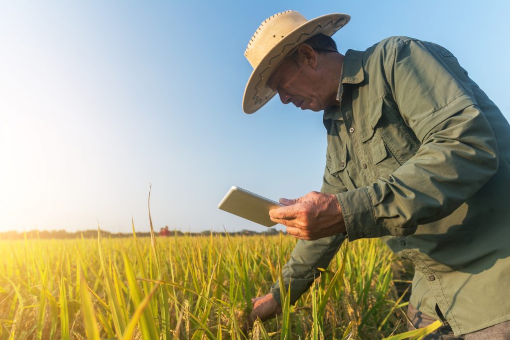 Fazendeiro checando plantação de arroz com tablet na mão